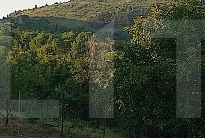 Oportunitate !Teren intravilan 800 mp cu autorizatie construire , Ciurila ! - 3