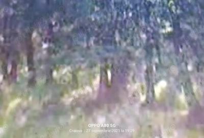 Teren de 10000 mp, în Vulpeni - 6