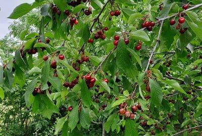 Vand casa su gradina , Baiceni , Judetul Iasi - 1