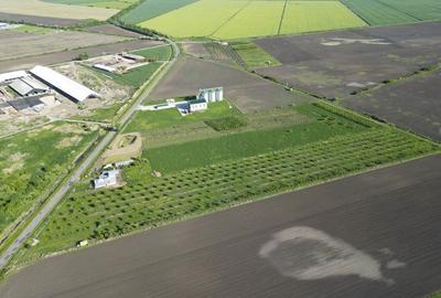 Livada de nuci ?i pruni 2.4ha in Varia?u Mare - 10