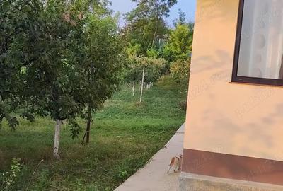 Casa de vanzare cu anexe, vie ?i livada - 5