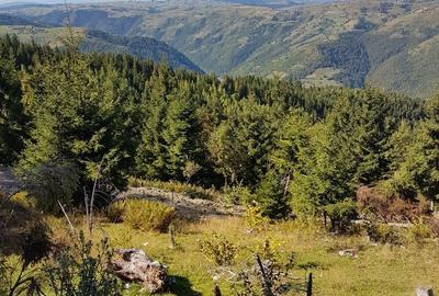 Teren de 2133 mp, în Muntele Rece - 3