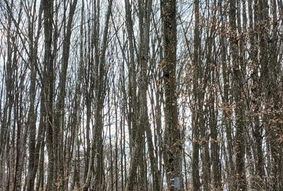 Teren de 30000000 mp, în Exterior Vest - 2