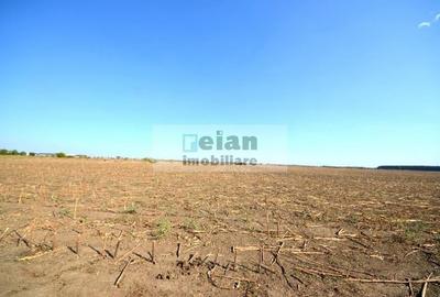 Magurele - Benzinaria Tsv Intravilan 3500 Mp Dubla Deschidere 22/135ml - 3