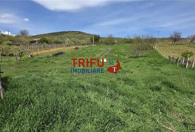 Casă cu 4 camere cu Teren 5000 Mp în Cricău - 3