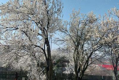 Casă cu 2 camere cu Teren 1265 Mp în Cartojani - 10