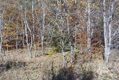 Alfa Invest Vinde Teren intravilan in Predeal - 4