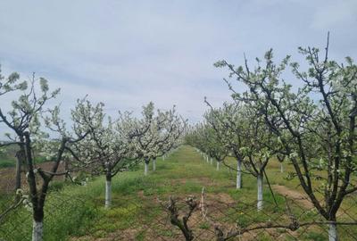 Teren de 2000 mp, în Dridu - 3