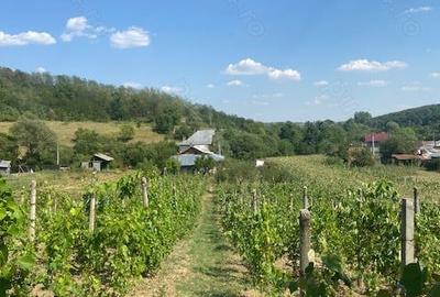 Casă cu 5 camere în Carcadiești - 7