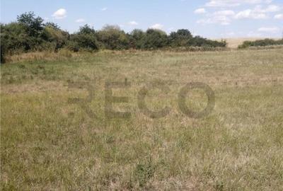 RECO, Teren in Pausa, Nojorid - 3