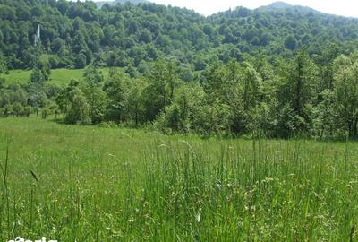 Teren de 1632 mp, în Oituz - 2