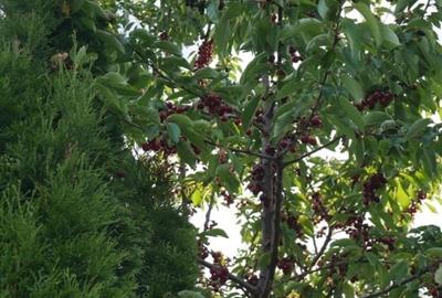 Casă Individuală de Vânzare - Proprietar, 0% Comision - 14