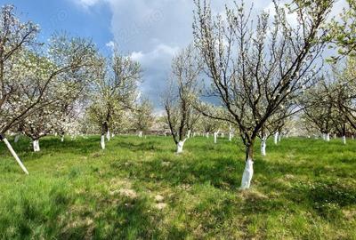 Teren de 5000 mp, în Pietroasa - 3