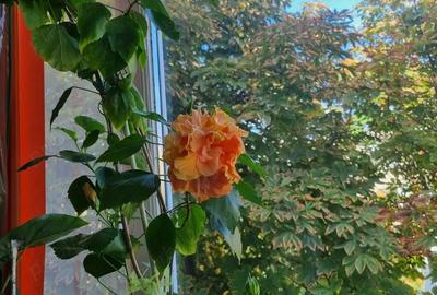 Vand apartament 2 camere decomandat in zona Unirii Sud, Buzau - 9