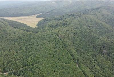 Teren 7 ha, Lac Vidraru, Podis Molivis Teren 7 ha, Lac Vidraru, Podis Molivis - 1
