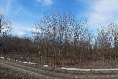 Teren de 2714 mp, în Căzănești - 6