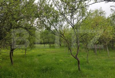 Teren de 6500 mp, în Brănișca - 3