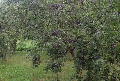 Casă cu 4 camere cu Teren 6.8 Mp în Glodeanu-Siliștea - 8