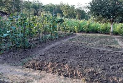 Casă cu Teren 1600 Mp în Sărulești - 2