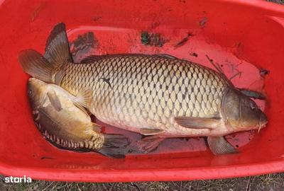 Teren de 2225 mp, în Mogoșești - 3