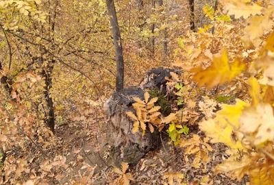 Teren Construcții extravilan de 10000 mp, în Corcova - 2