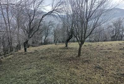 Teren de 1200 mp, în Teșila - 4