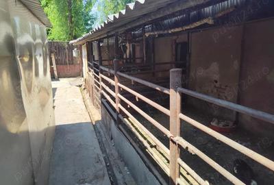 Casă cu 6 camere cu Teren 1596 Mp în Nerău - 1