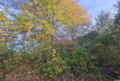 Teren intravilan de vanzare in Telega - 3