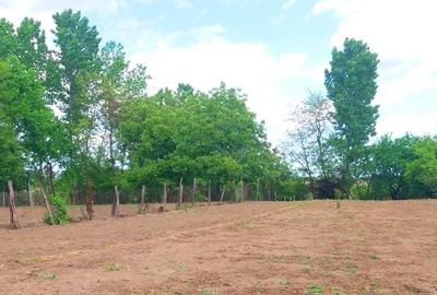 Lipia 10 minute Snagov - 7