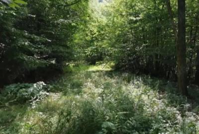 Teren de 80000 mp, în Moneasa