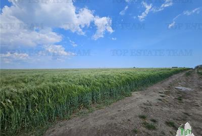 TEREN INTRAVILAN 50000 MP AGIGEA ZONA RO RO TEREN INTRAVILAN 50000 MP AGIGEA ZONA RO RO - 6