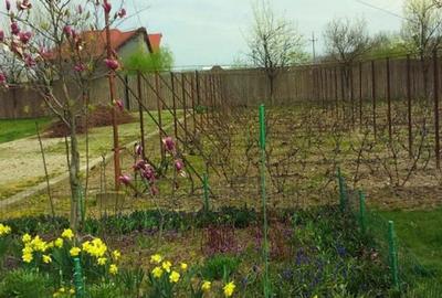 Ciopani vila 5 camere teren 4000 mp - 10