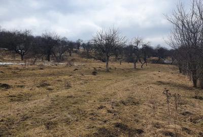 Teren Construcții extravilan de 10000 mp, în Bod - 7
