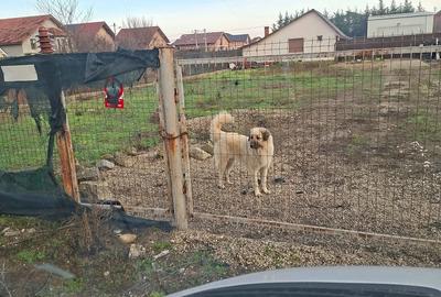Casă cu Teren 913 Mp în Săcălaz