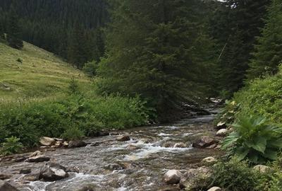 Teren de 4961 mp, în Vărădia de Mureș - 6