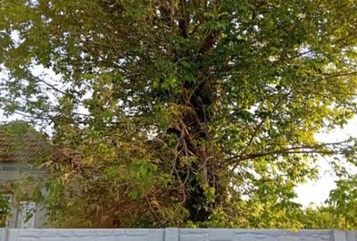 Casa P, 96 mp, teren 1948, Silistea Crucii - 1