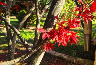 Proprietate Breaza Vila 1000mp , casa administrator , teren generos 3600mp - 6