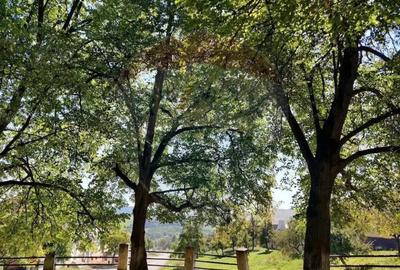 Teren în Bunești - 6