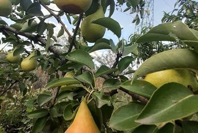 Spațiu comercial, în Mlecănești - 4