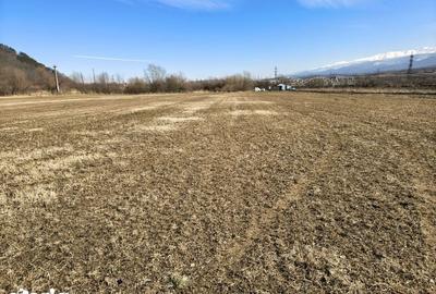 Teren de 2800 mp, în Turnu Roșu - 5