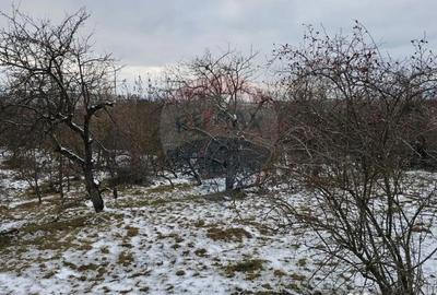 Teren de 10000 mp, în Rădășeni - 7