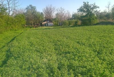 Teren Construcții intravilan de 3200 mp, în Merii Petchii - 2