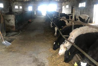 Teren de 3000000 mp, în Cornățelu - 1