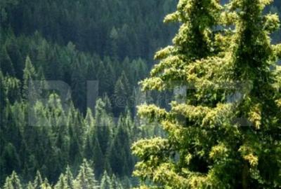 Padure Molid si Fag, de vanzare, 380 Ha, zona Gorj Padure Molid si Fag, de vanzare, 380 Ha, zona Gorj - 1