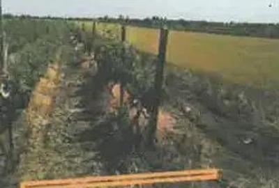 Teren extravilan Pietroasele, ID: R2586802 - 4