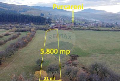 Teren 5.800 mp Purcareni curent, gaz, apa / Strada 30 de... - 11