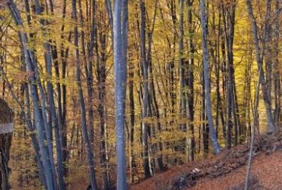 Vand teren cu padure la 5 km de Curtea de Arges,zona deal-munte,zona superba - 3