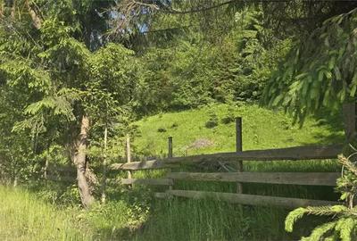 Teren de 1000 mp, în Colibița - 6