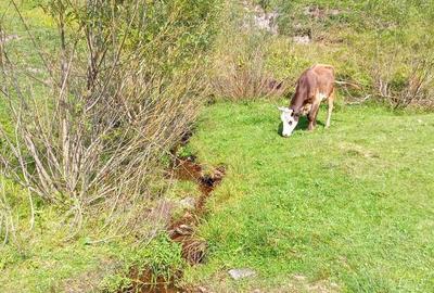 Teren de 56000 mp, în Arieșeni - 19