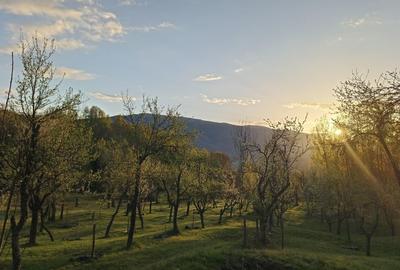 Teren superb, in mijlocul pădurii